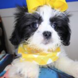 Inari Shih Tzu 02