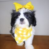 Inari Shih Tzu 03