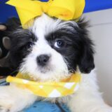Inari Shih Tzu 04