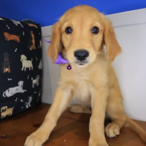 Indig Golden Retriever 01 Indig Golden Retriever 01