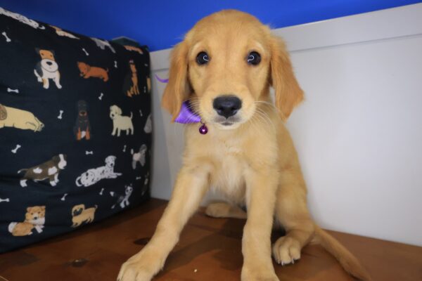 Indig Golden Retriever 01