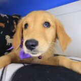 Indig Golden Retriever 02