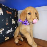 Indig Golden Retriever 03
