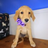Indig Golden Retriever 04