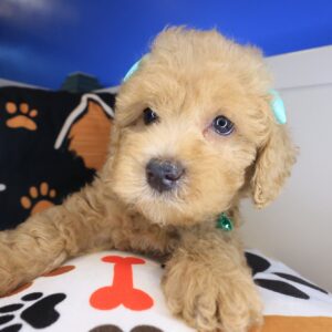 Isabella Goldendoodle 01 Isabella Goldendoodle 01