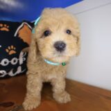 Isabella Goldendoodle 02