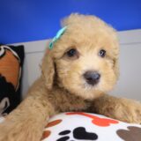 Isabella Goldendoodle 03