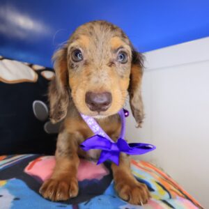 Isabelle Dachshund 01 Isabelle Dachshund 01