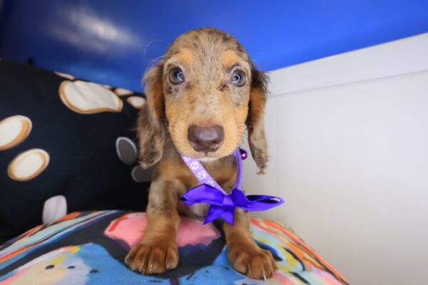 Isabelle Dachshund 01