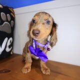 Isabelle Dachshund 02