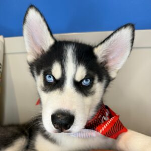 James Siberian Husky 01