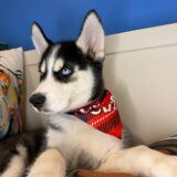 James Siberian Husky 02