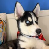 James Siberian Husky 03