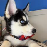 James Siberian Husky 04