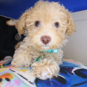 Jaylyn Bichapoo 01 Jaylyn Bichapoo 01