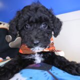 Jeff Bichapoo 01