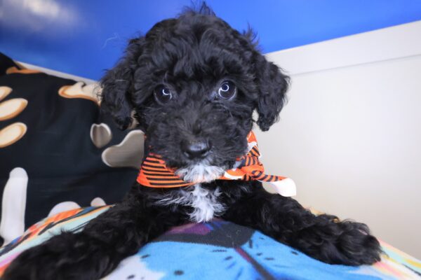 Jeff Bichapoo 01