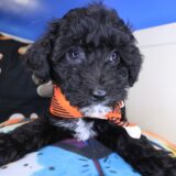 Jeff Bichapoo 03