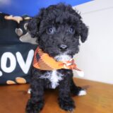 Jeff Bichapoo 04