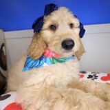 Jenna Goldendoodle 01
