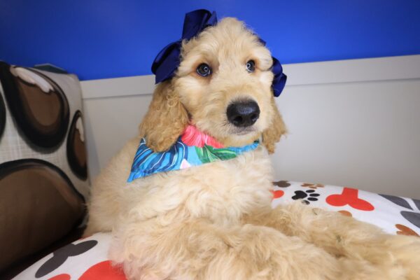 Jenna Goldendoodle 01