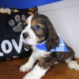 Jin Cocker Spaniel 02