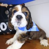 Jin Cocker Spaniel 03