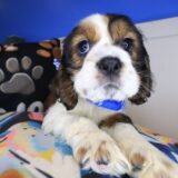 Jin Cocker Spaniel 04