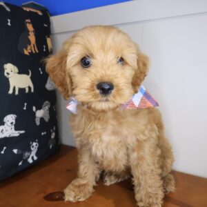 Joan Cockapoo 01