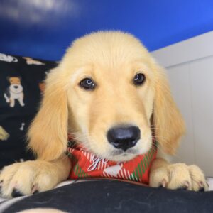 Johnny Golden Retriever 01 Johnny Golden Retriever 01