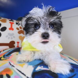 Johnny Morkie 01 Johnny Morkie 01
