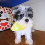 Johnny Morkie 02