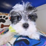 Johnny Morkie 03