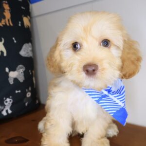 Joxer Cockapoo 01