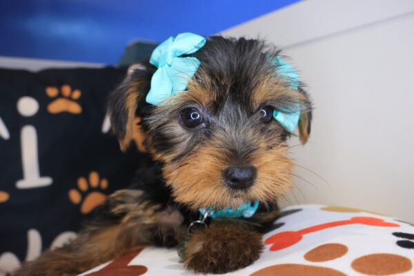 Kairee Yorkshire Terrier 01