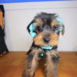Kairee Yorkshire Terrier 02