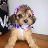 Karma Cockapoo 01