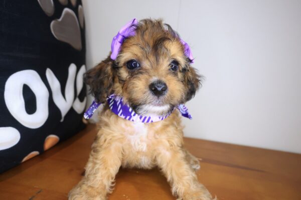 Karma Cockapoo 01
