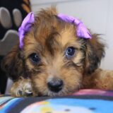 Karma Cockapoo 02