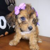Karma Cockapoo 03