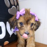 Karma Cockapoo 04