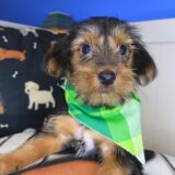 Kim Yorkshire Terrier 01
