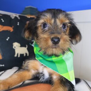 Kim Yorkshire Terrier 01 Kim Yorkshire Terrier 01