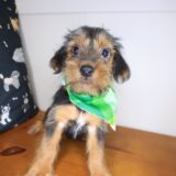 Kim Yorkshire Terrier 02