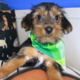 Kim Yorkshire Terrier 03