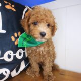 Kingpin Goldendoodle 01