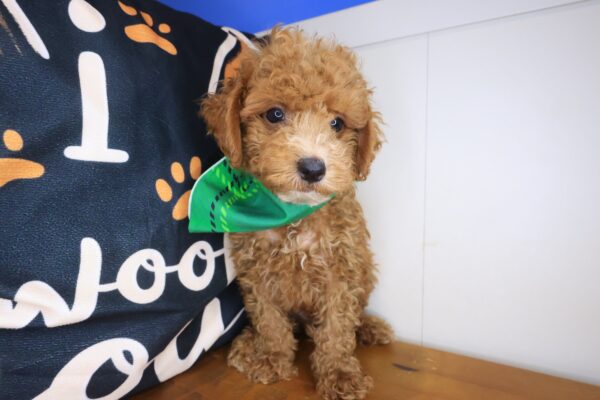 Kingpin Goldendoodle 01