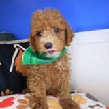 Kingpin Goldendoodle 02