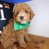 Kingpin Goldendoodle 03