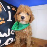 Kingpin Goldendoodle 04
